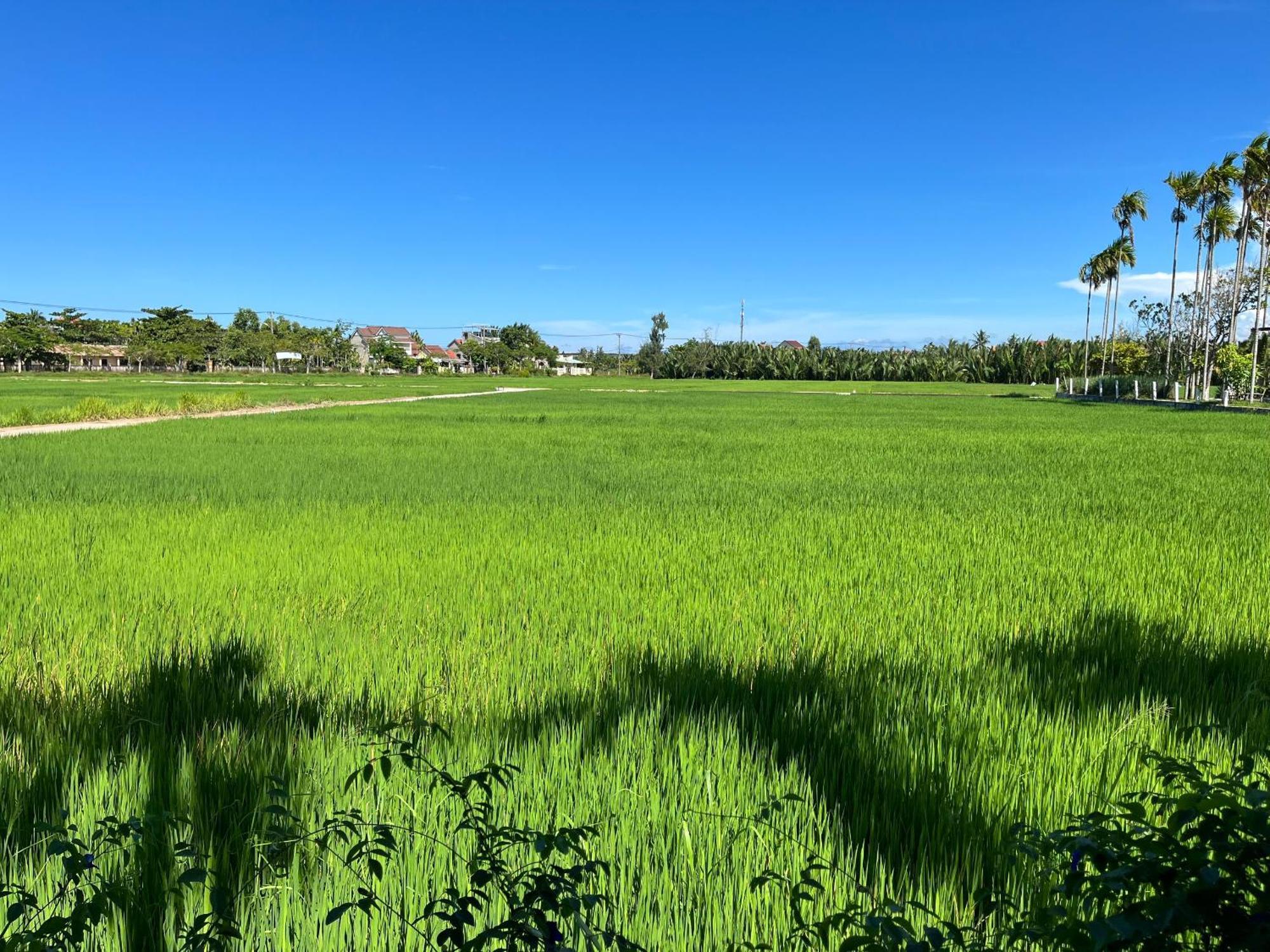 Chez Mimosa Hoi An - Rice Field - New Address Dx18, Thanh Nhut, Cam Thanh Εξωτερικό φωτογραφία